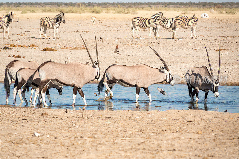 纳米比亚埃托沙国家公园Ozonjuitji M'Bari水潭的Gemsbok。